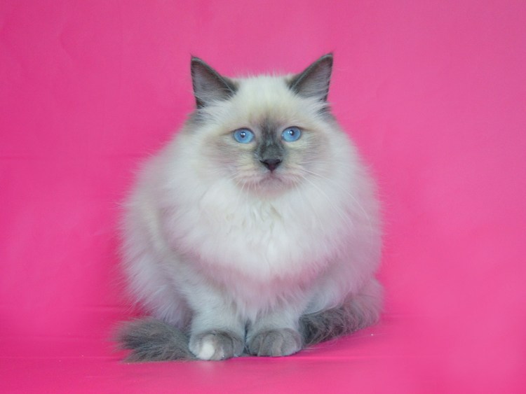 Метисы Невская маскарадная Сибирская кошка