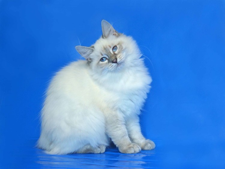 Невская маскарадная кошка метис