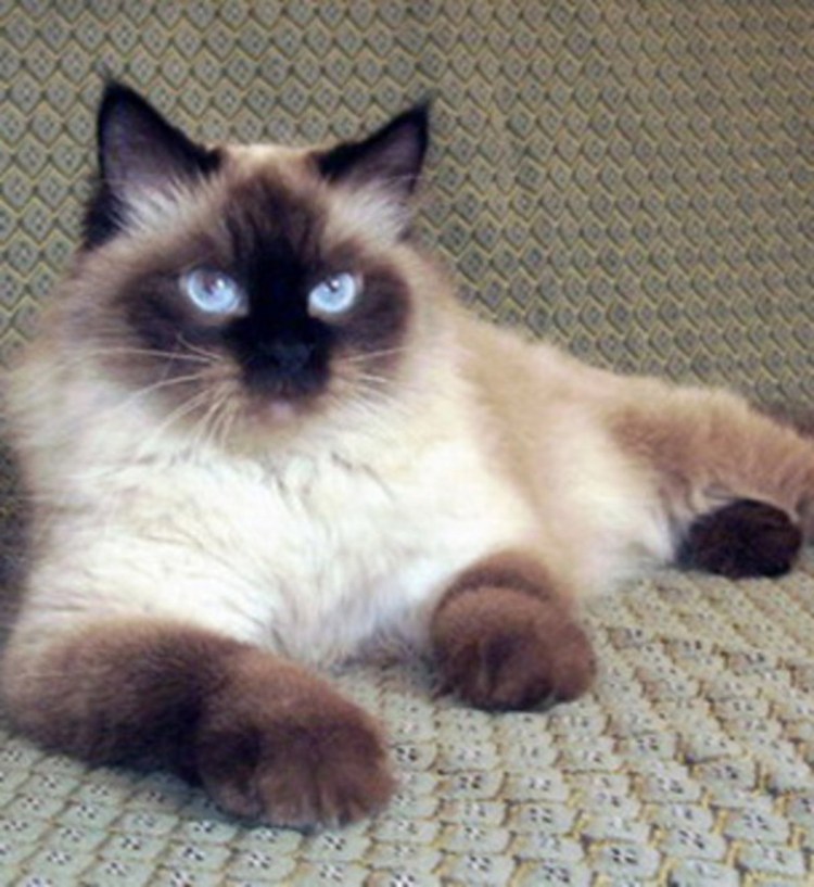 Метис Невской маскарадной и тайской кошки