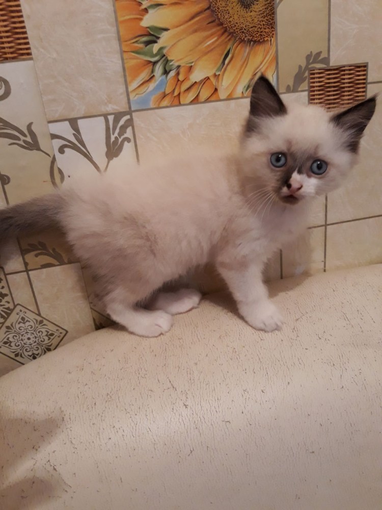 Кошка карнавальная Невская на белом фоне