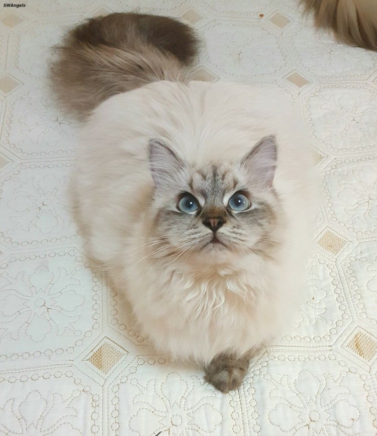 Невская маскарадная метис