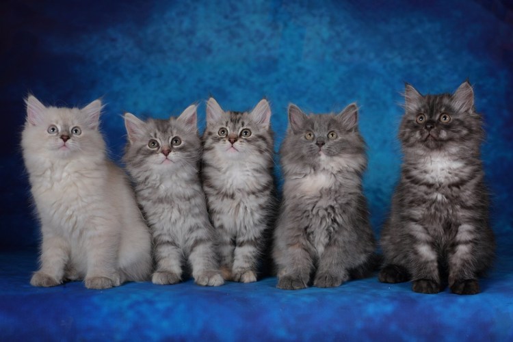 Метисы Невская маскарадная Сибирская кошка