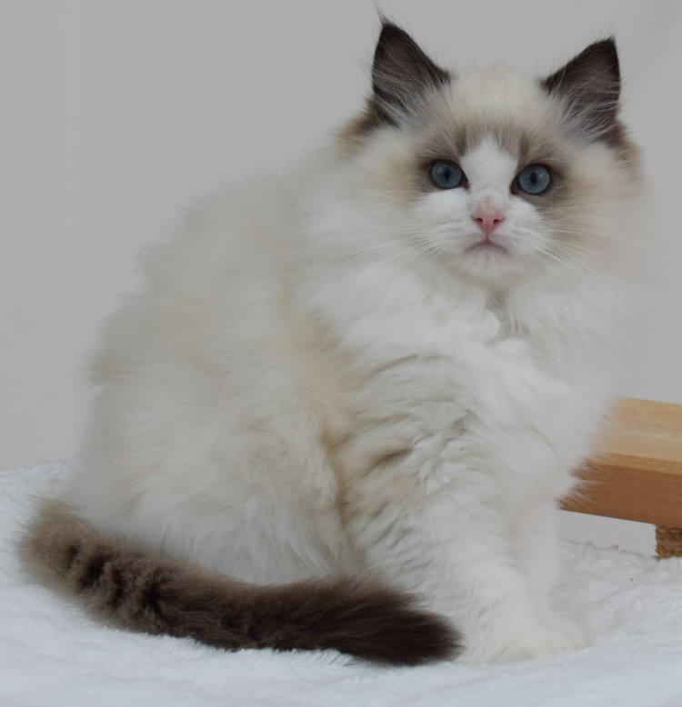 Невская маскарадная Беленькая