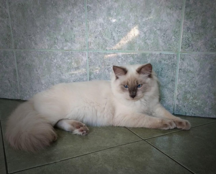 Где купить немецкую маскарадной кошки