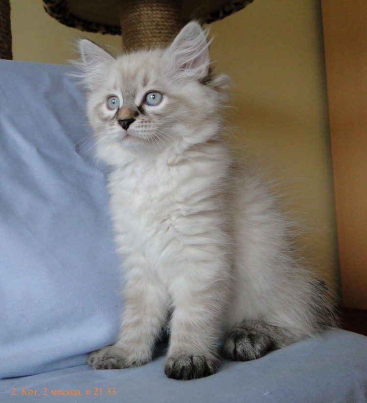 Невская маскарадная кошка гладкошерстная