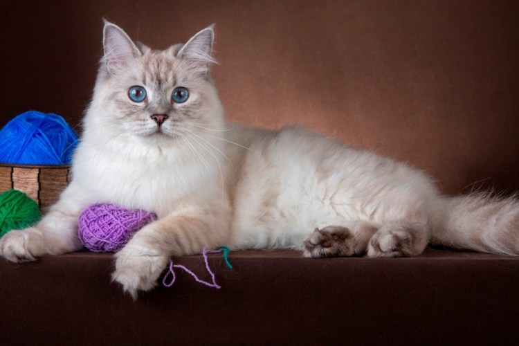 Невская маскарадная вислоухая