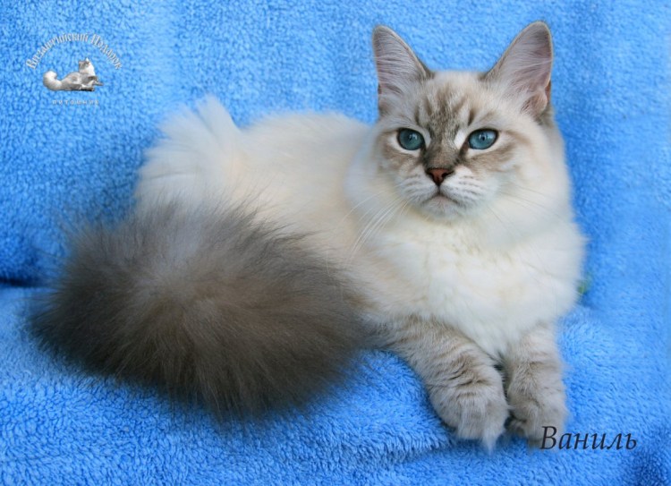 Невская маскарадная Сибирская метис