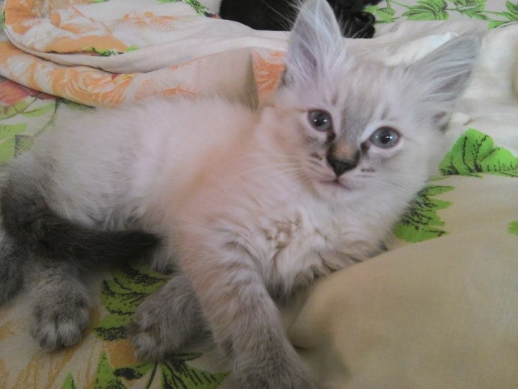 Своенравный кот