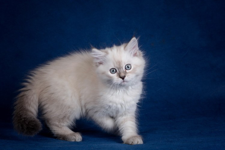 Кот метис Невская маскарадная