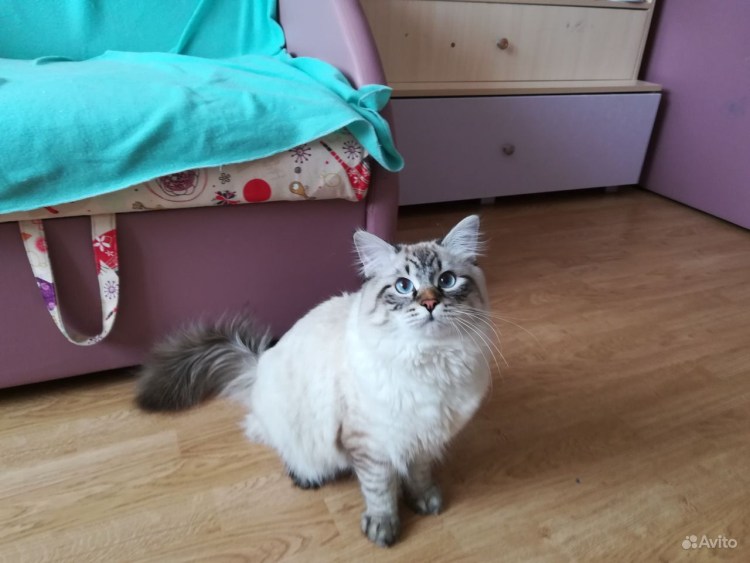 Сибирская Невская маскарадная