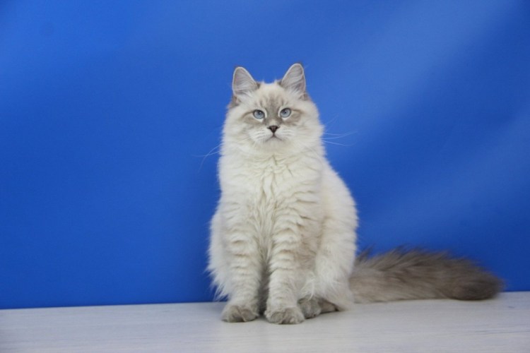 Сибирская Невская маскарадная кошка маленькая
