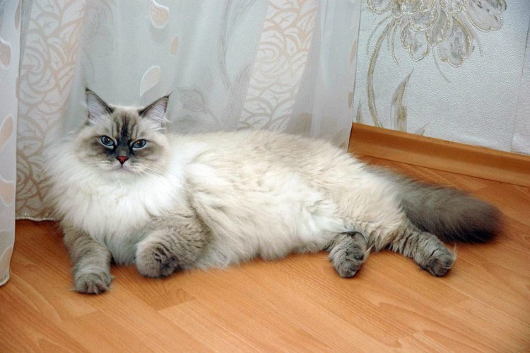 Невская маскарадная метис