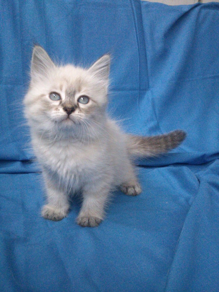 Невская маскарадная гладкошерстная