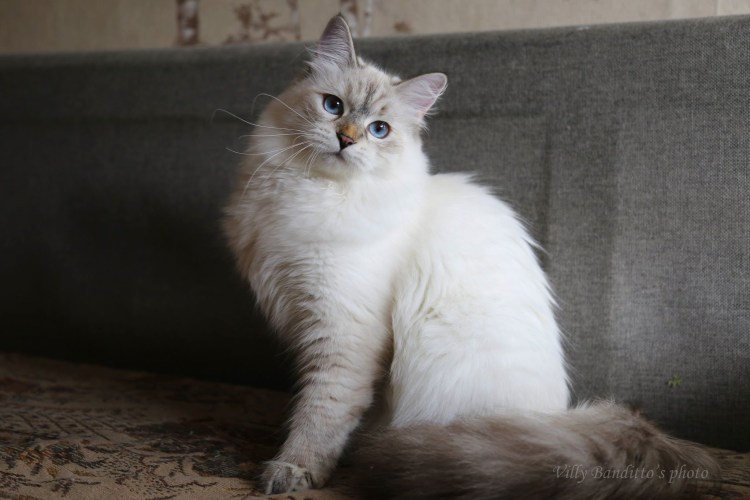 Невская маскарадная Сибирская метис