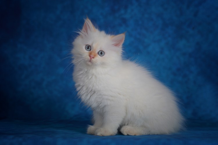 Сиамский Рэгдолл