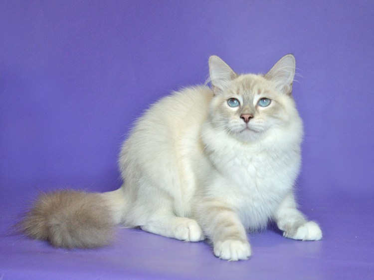 Питомник звезда маскарада кошек