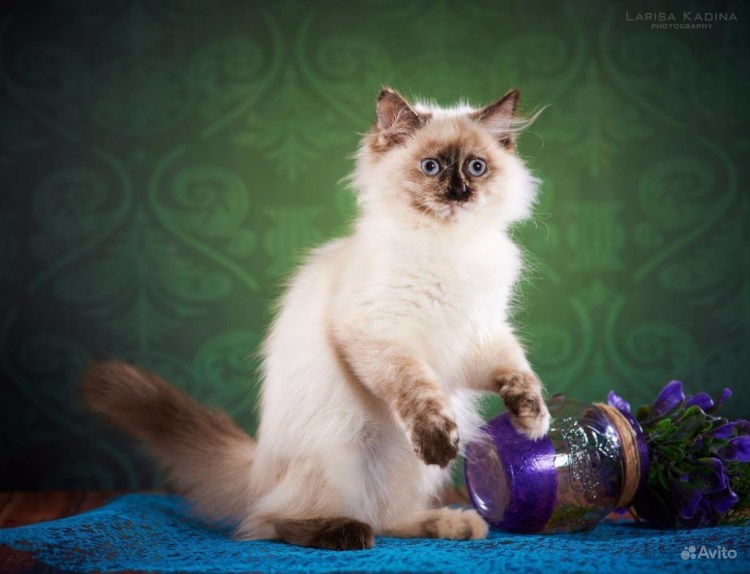 Невский кот красный d 21 33