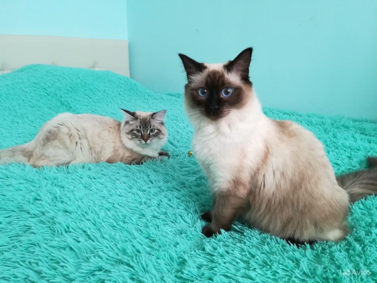 Метис Невской маскарадной