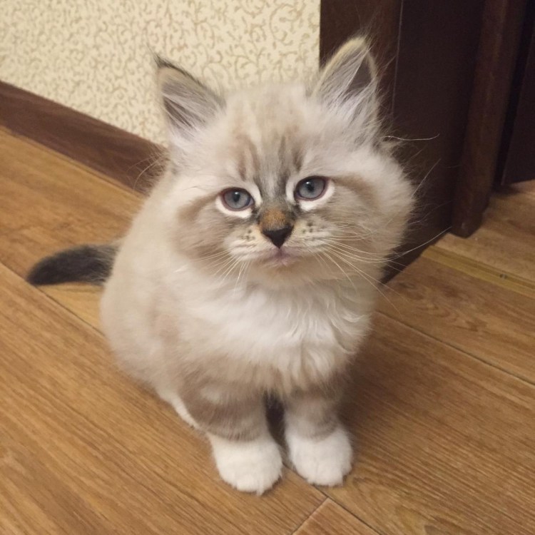 Невская маскарадная кошка