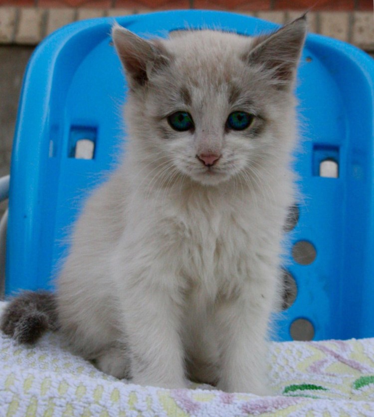 Сибирская Невская маскарадная кот