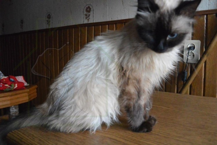 Помесь британца и маскарадной