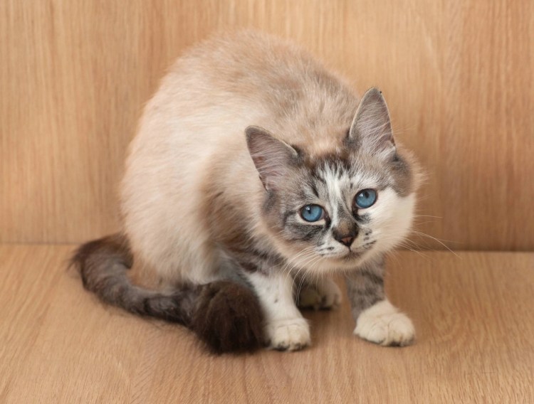 Невская маскарадная метис Сноу Шу