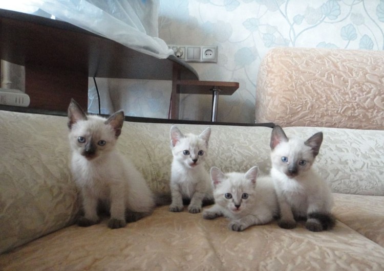 Невские маскарадные в добрые руки