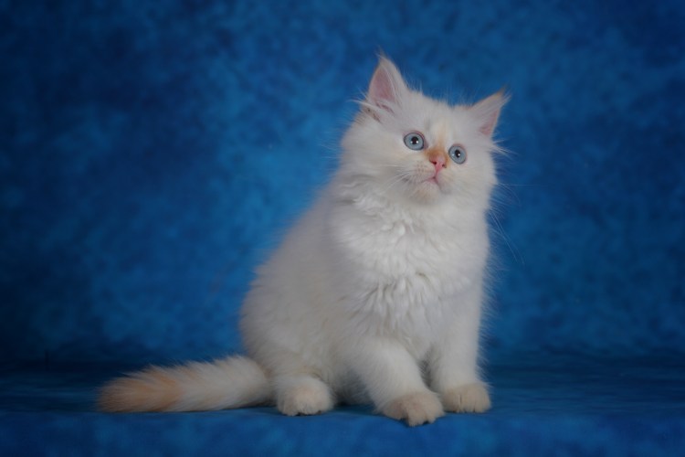 Котята метисы Невской маскарадной