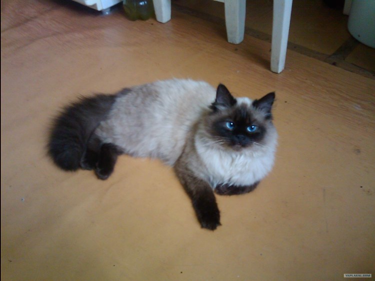 Помесь Невской маскарадной с дворовым котом