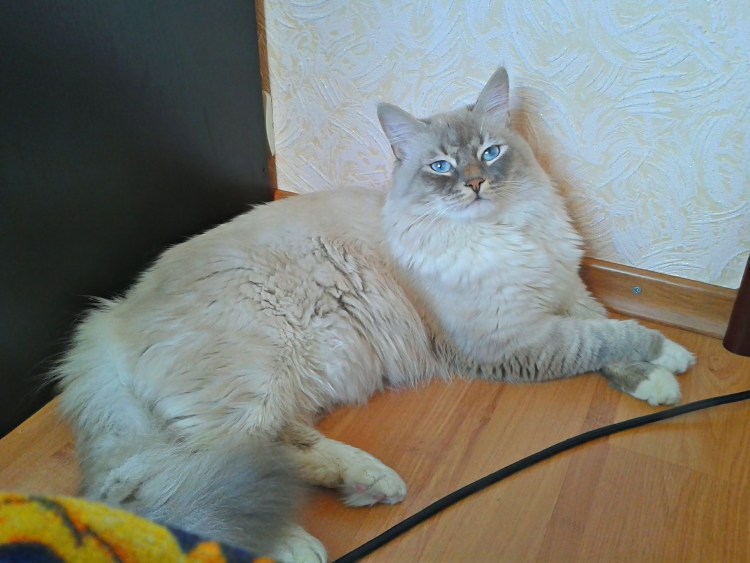 Невская маскарадная кошка метис