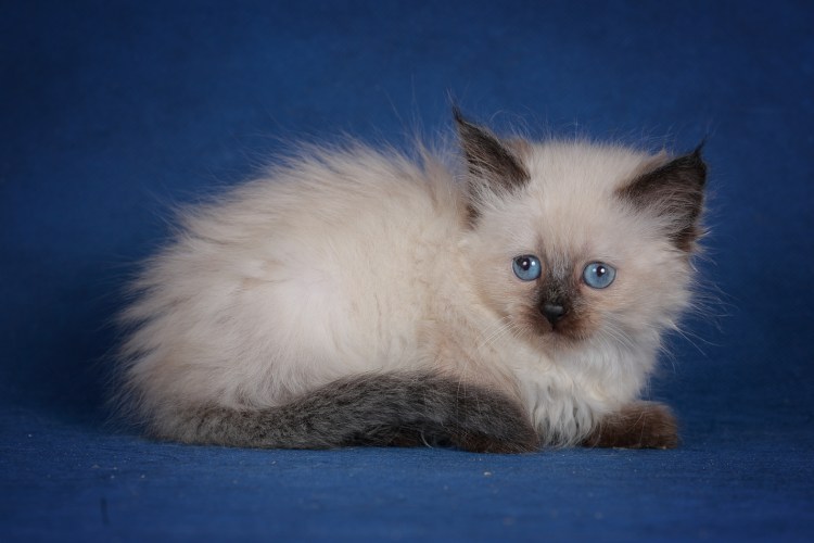 Кошка даром серо белая Москва Сокольники