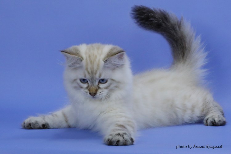 Окрас Невской маскарадной кошки