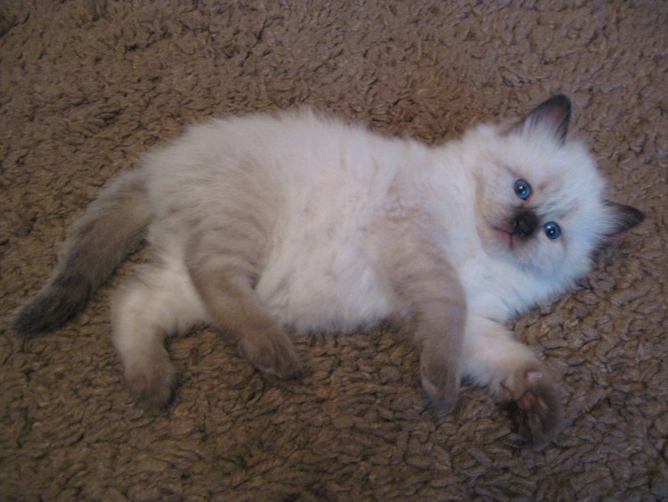 Небесная лазурь питомник Невских маскарадных