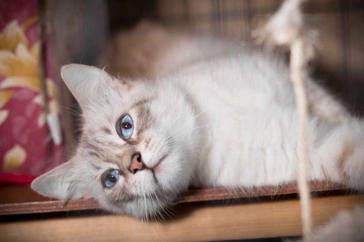 Невская маскарадная кошка метис