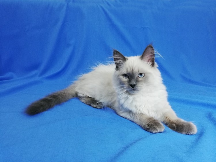 Метис Мейн кун с Невской маскарадной