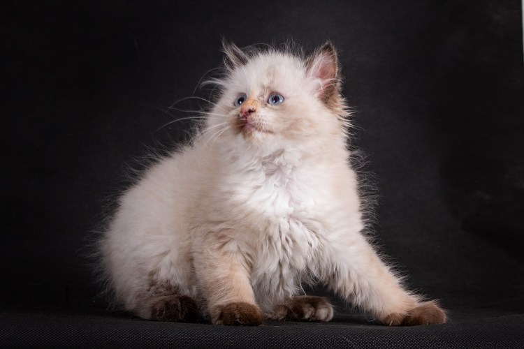 Невская маскарадная Сибирская метис