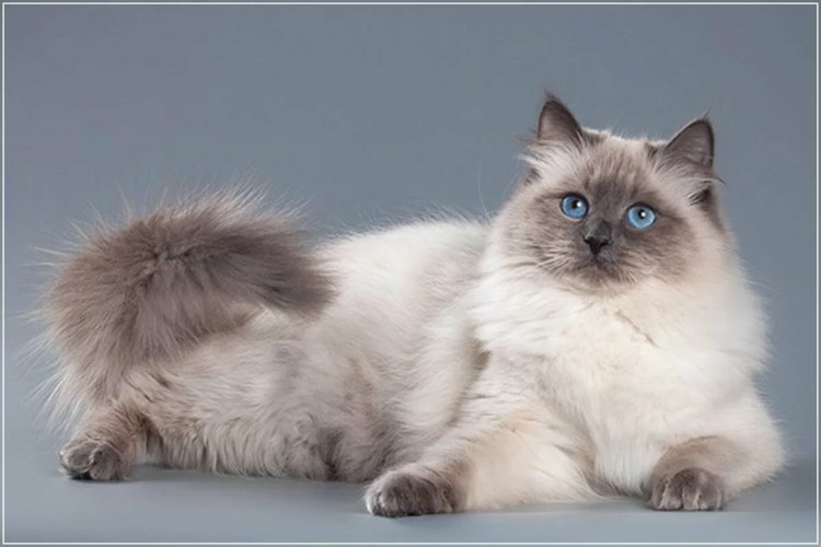 Кот метис Невская маскарадная