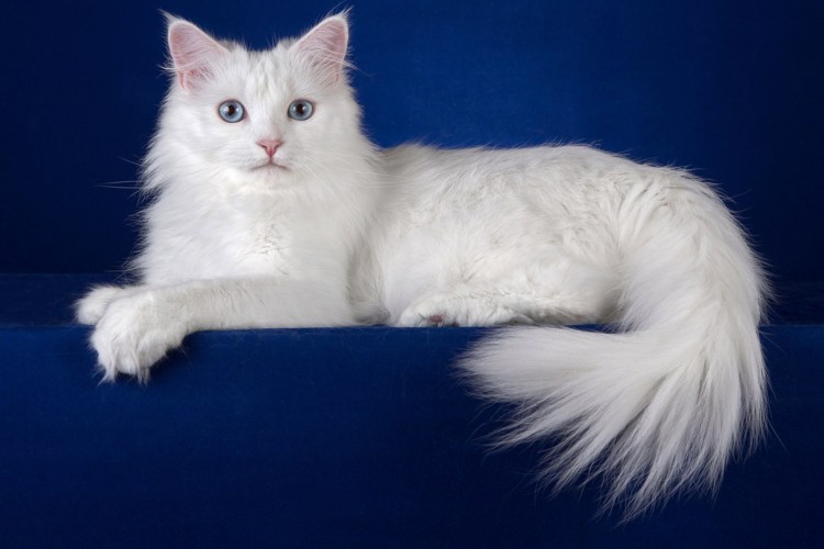 Метис Невской маскарадной и британца