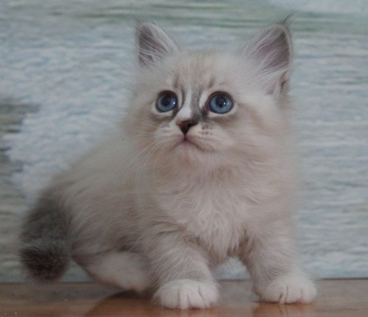 Демьян Нева Магик г Невские маскарадные