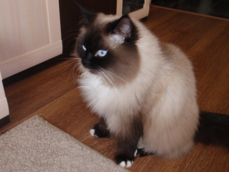 Ангора, Невская маскарадная, Персидская, Рэгдолл