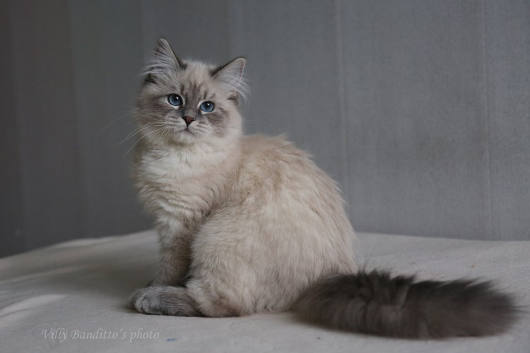 Метис Невской маскарадной