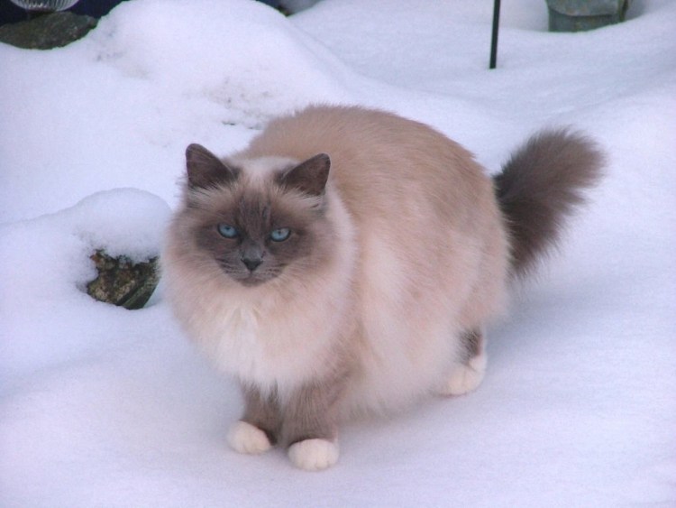 Бирмейская Рэгдолл