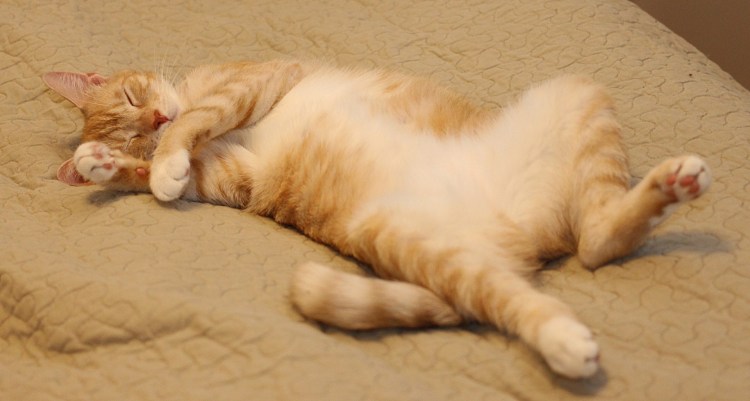 Кошка спит на спине
