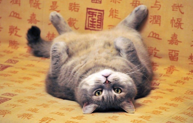 Кот лежит кверху пузом