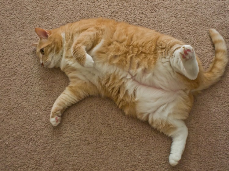 Кошачий животик