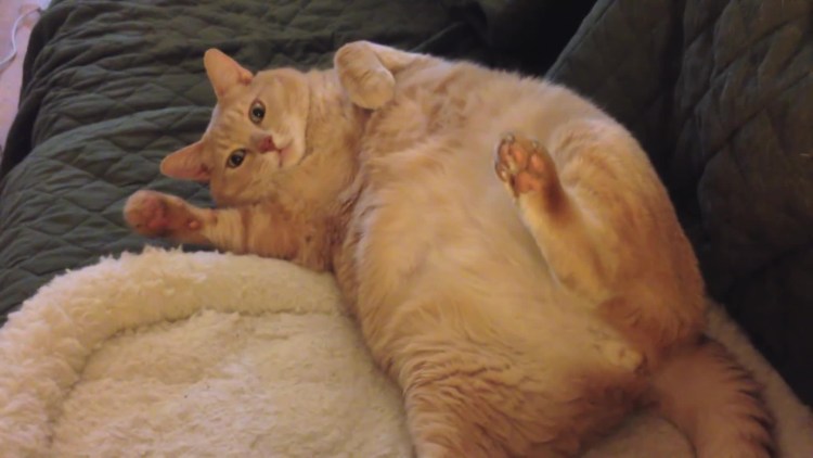 Жирный ленивый кот