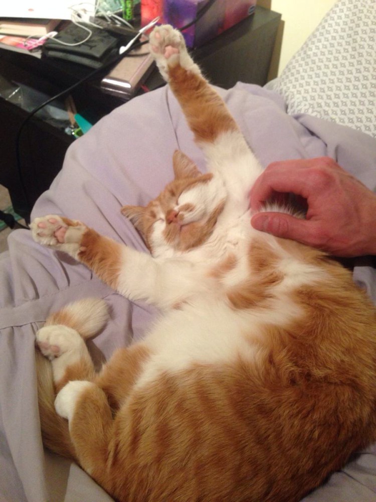 Гладить кота