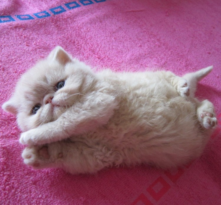 Пухленькие котята