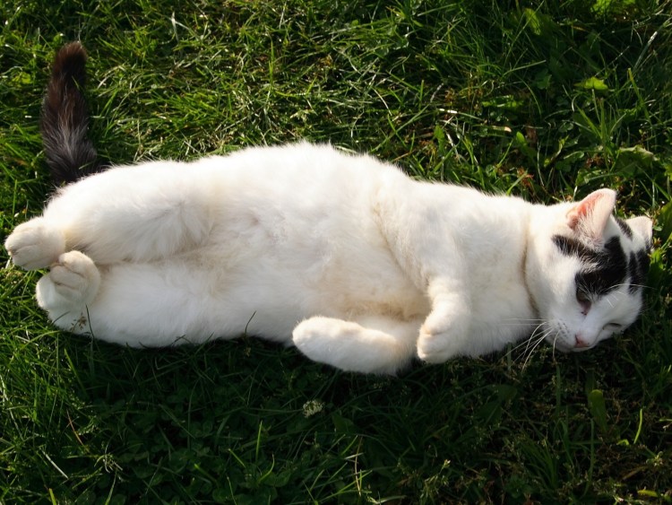 Котик лежит