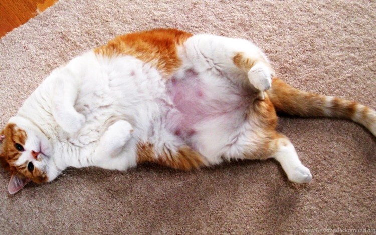 Толстый кот